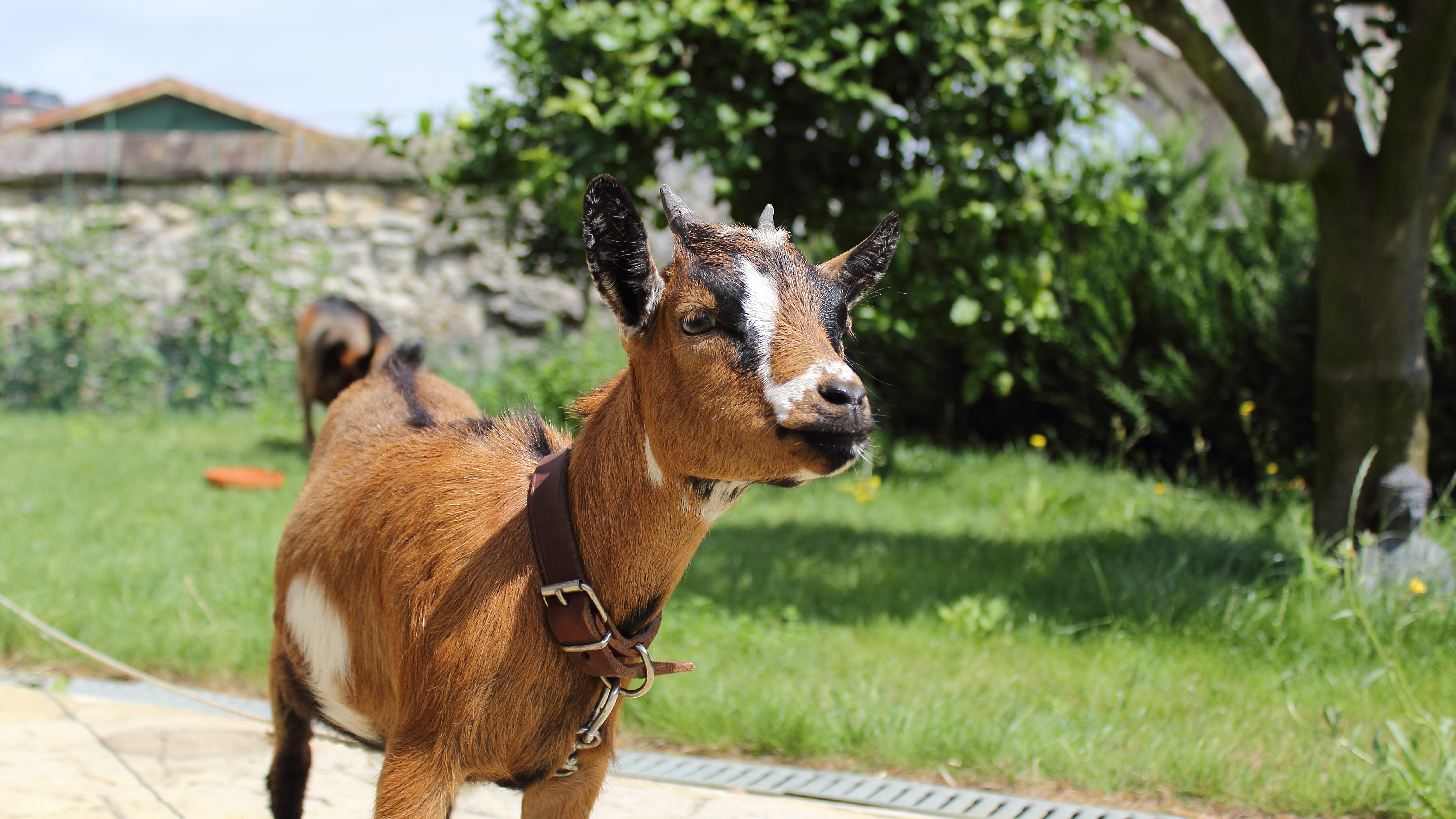 Margarita, la cabra que da nombre a la casa